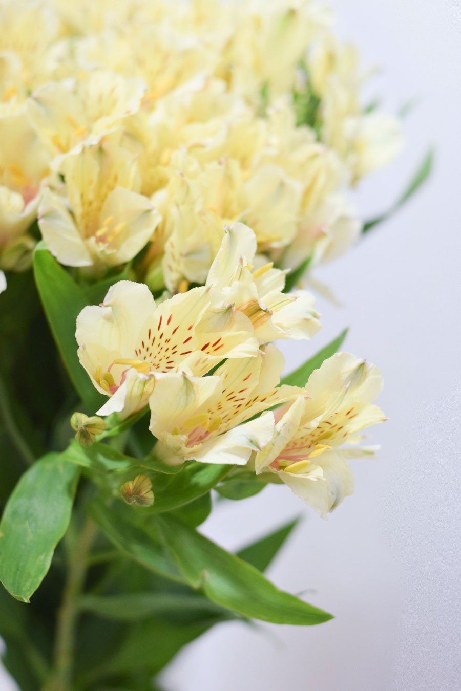 ALSTROEMERIA CREMA 80CM