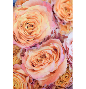 ROSA FREE SPIRIT 60CM
