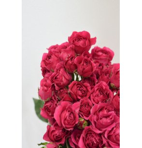 ROSA SPRAY FUCSIA 50CM