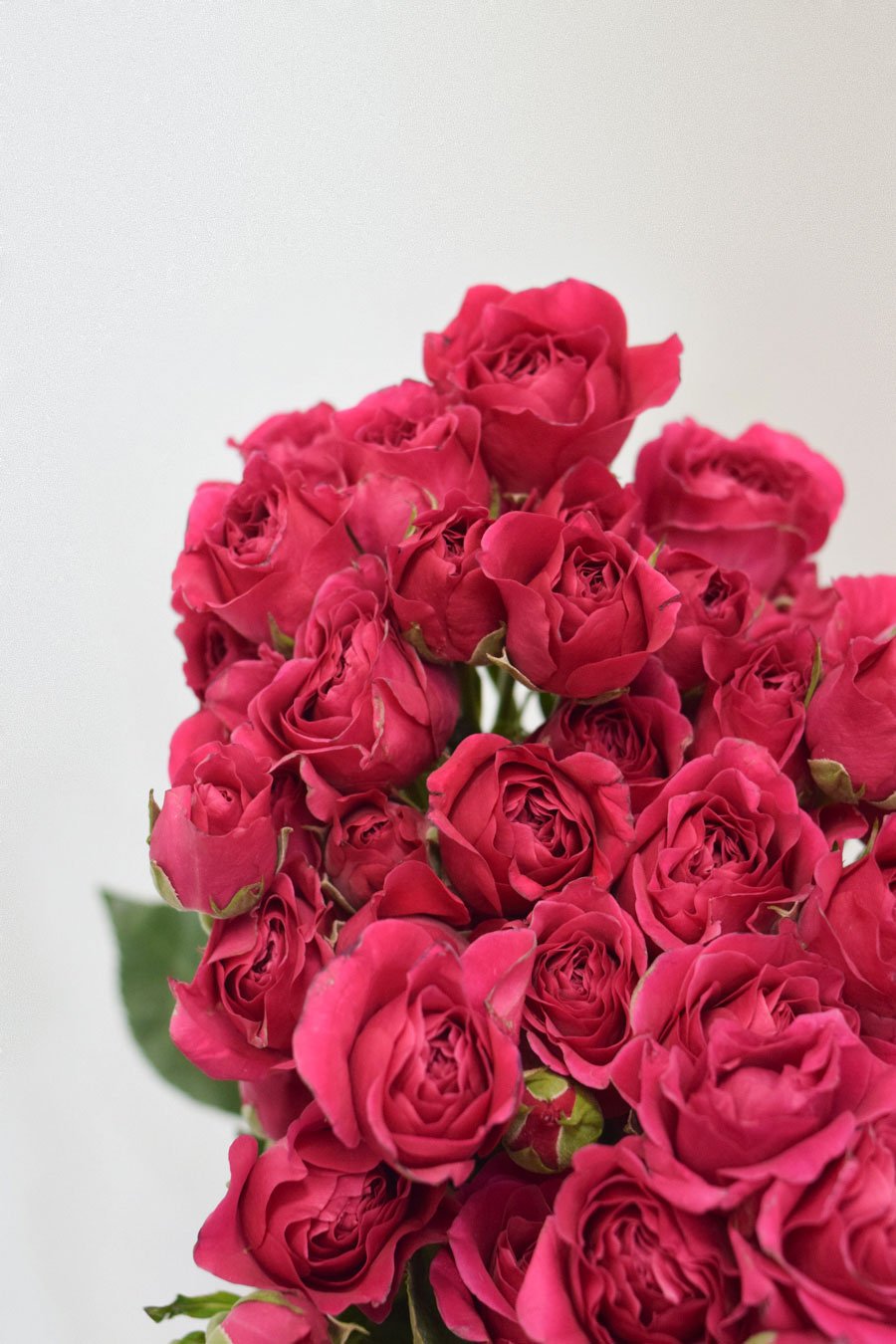 ROSA SPRAY FUCSIA 50CM