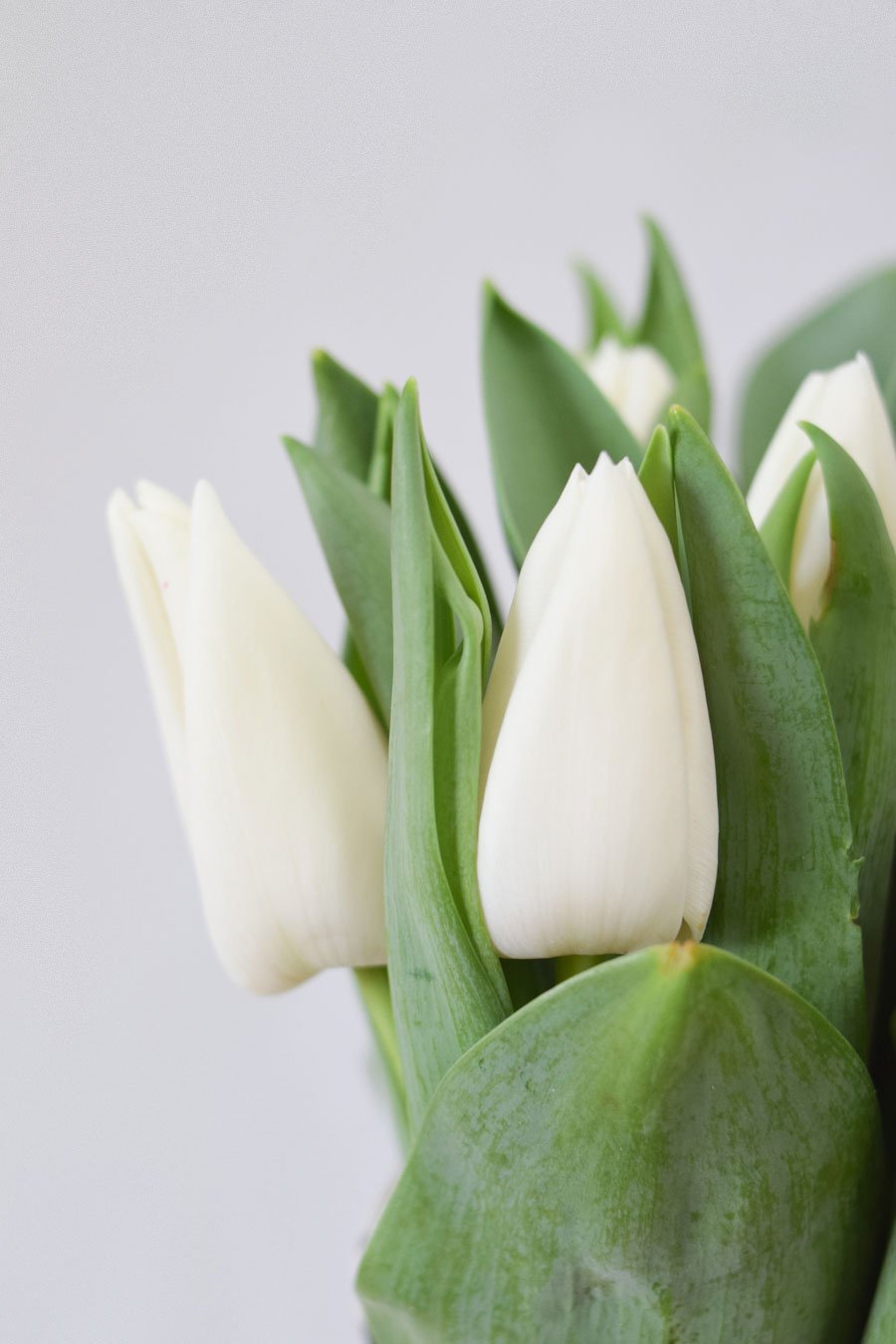 TULIPAN ROYAL VIRGIN