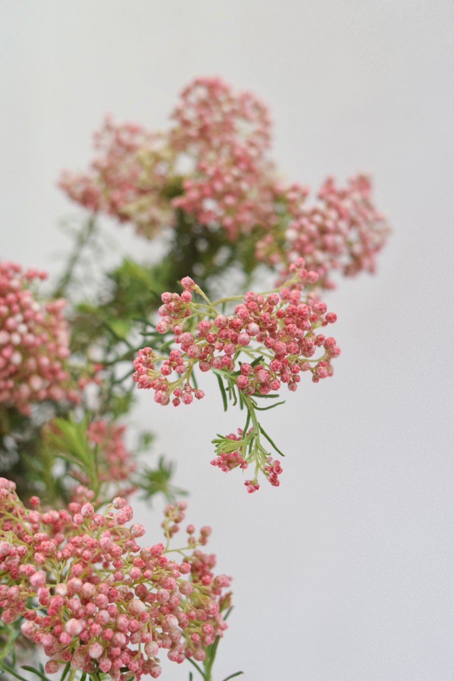 FLOR DE ARROZ