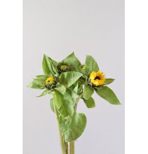 HELIANTHUS (Girasol)