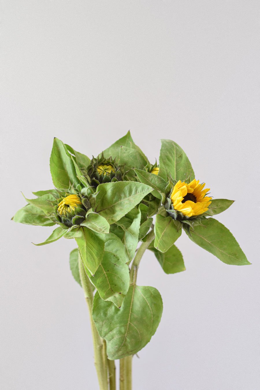 HELIANTHUS (Girasol)