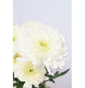 CRISANTEMO MONOFLOR BLANCO