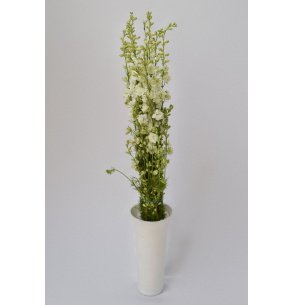 PACK DELPHINIUM CONSOLIDA COLORES