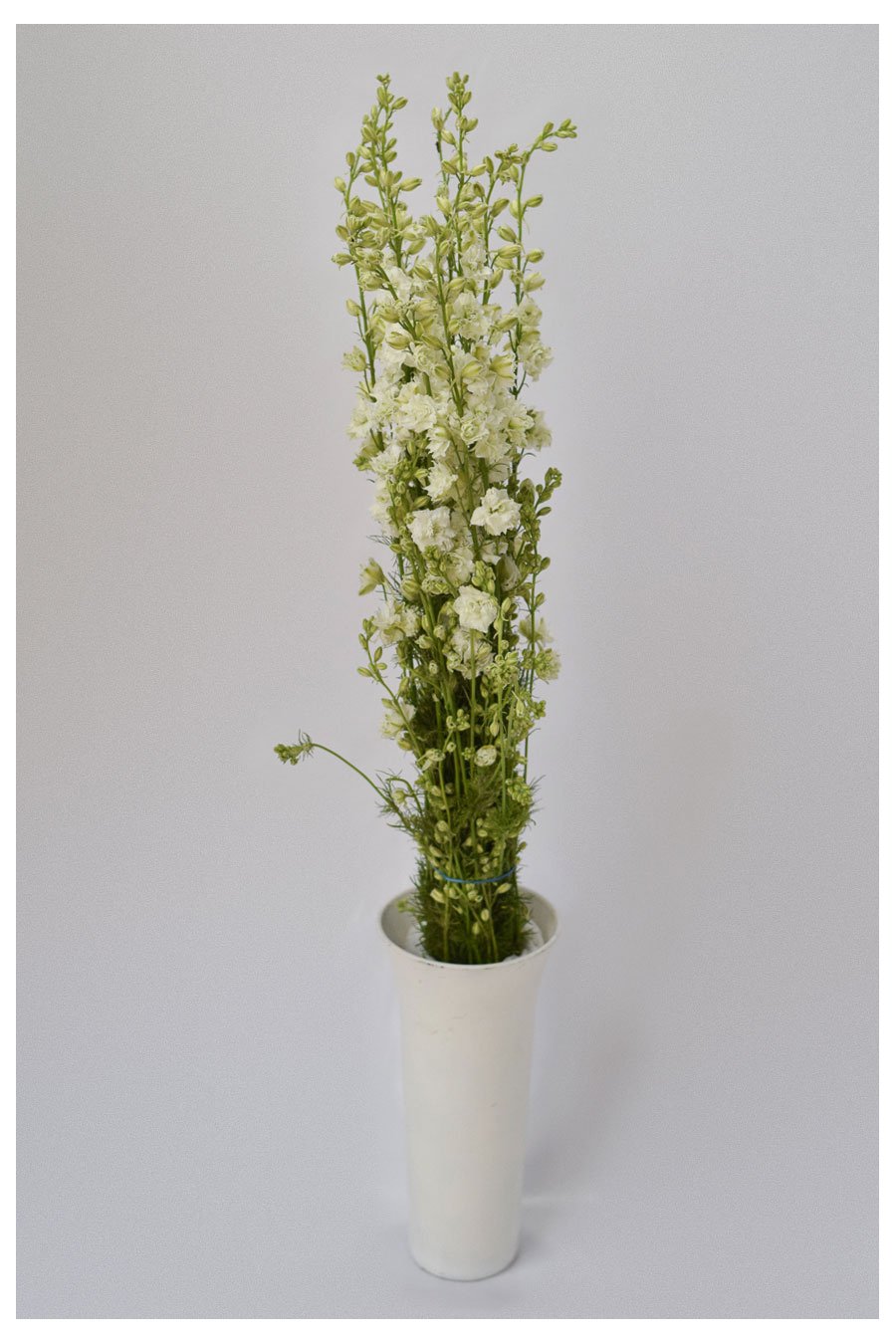 PACK DELPHINIUM CONSOLIDA COLORES