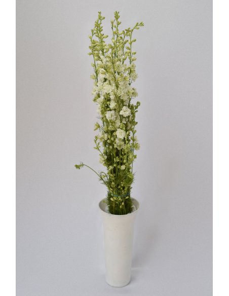 PACK DELPHINIUM CONSOLIDA COLORES