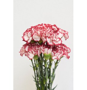 CLAVEL ARLEQUIN ROJO 70CM X20T