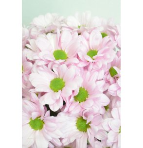 CRISANTEMO BACARDI ROSA