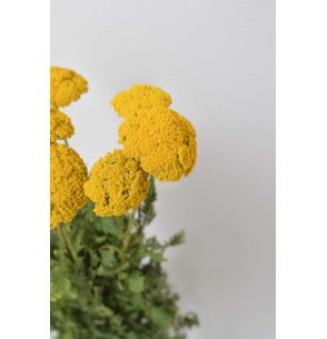 ACHILEA NACIONAL AMARILLA