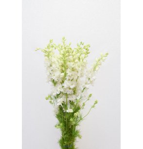 DELPHINIUM CONSOLIDA BLANCO