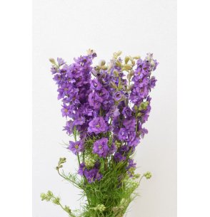 DELPHINIUM CONSOLIDA LAVANDA