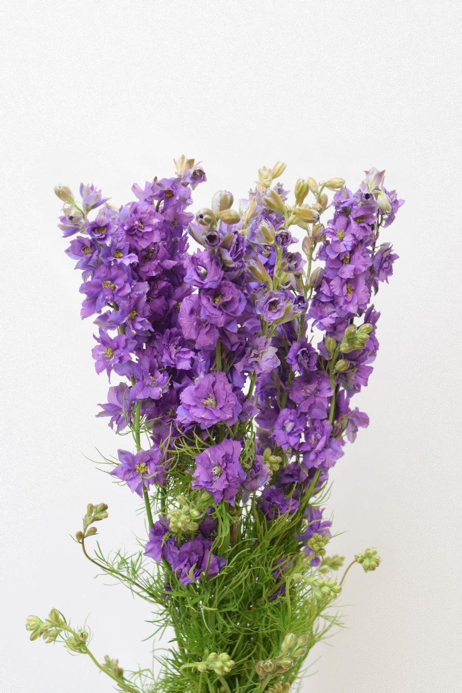 DELPHINIUM CONSOLIDA LAVANDA