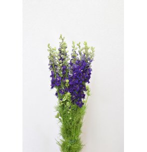 PACK DELPHINIUM CONSOLIDA COLORES 2