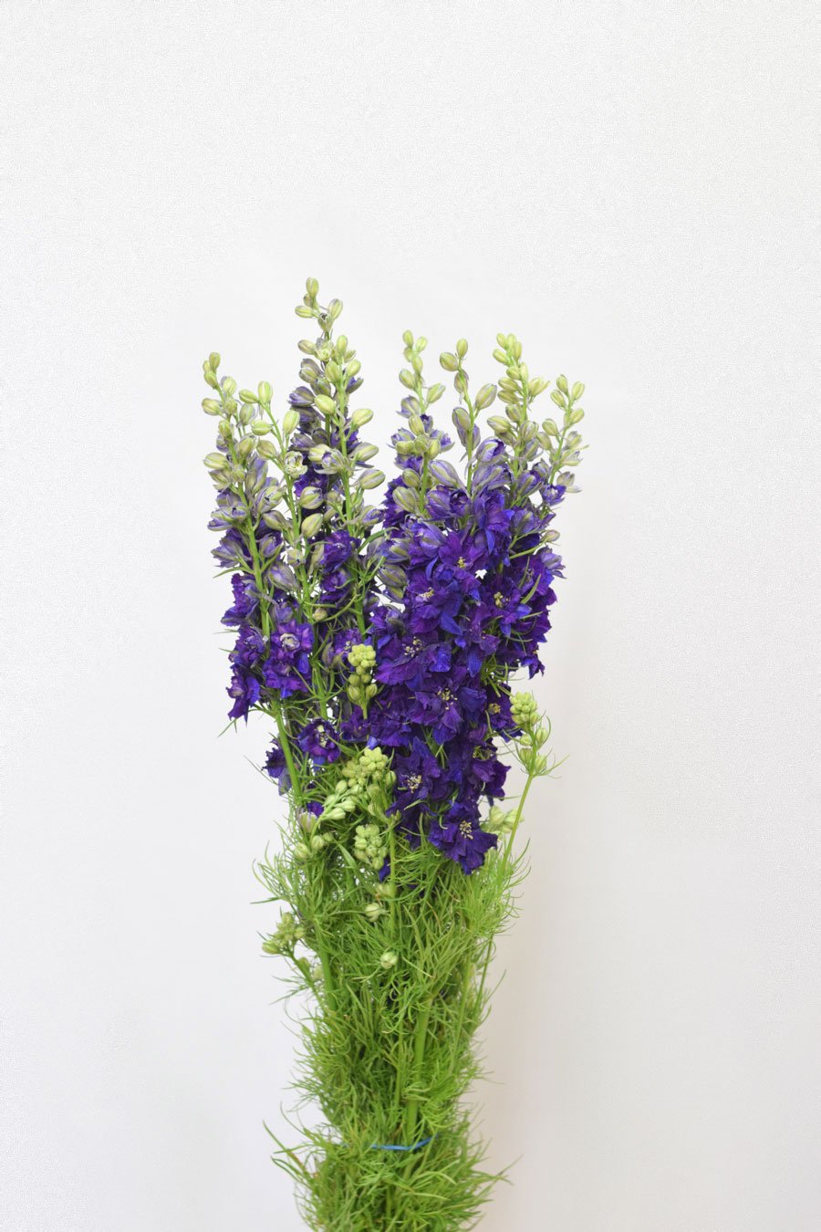 PACK DELPHINIUM CONSOLIDA COLORES