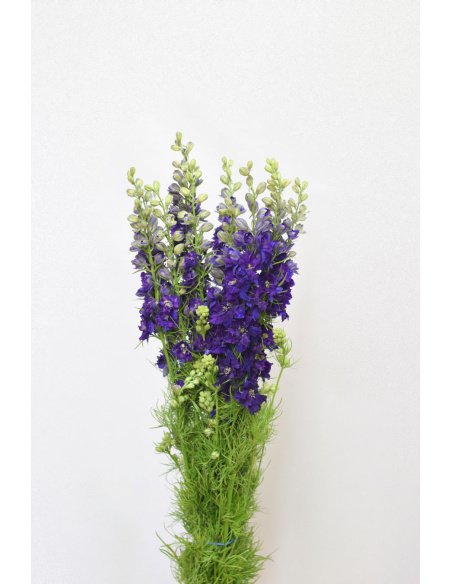 PACK DELPHINIUM CONSOLIDA COLORES