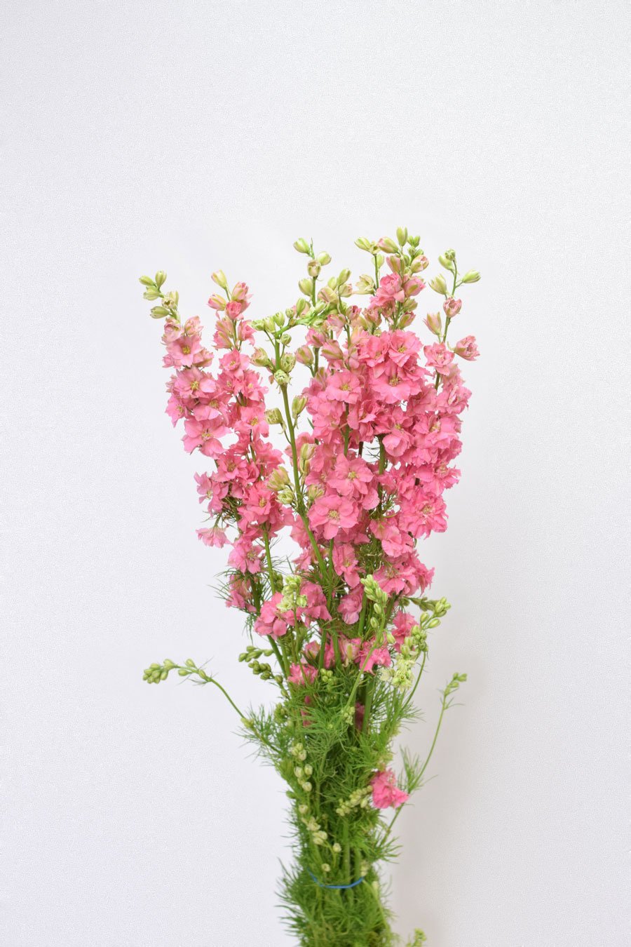 PACK DELPHINIUM CONSOLIDA COLORES