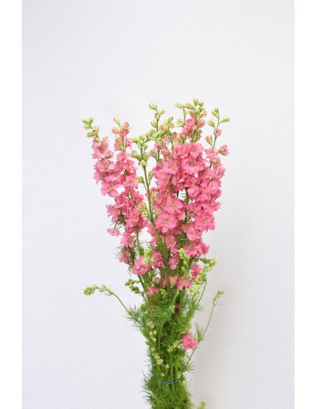 PACK DELPHINIUM CONSOLIDA COLORES