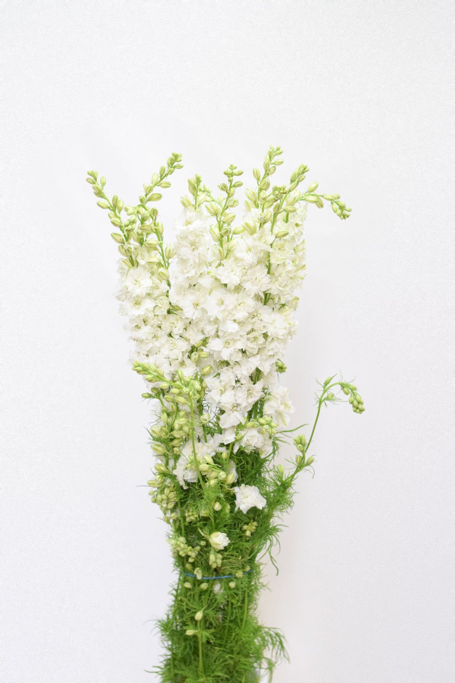 PACK DELPHINIUM CONSOLIDA COLORES