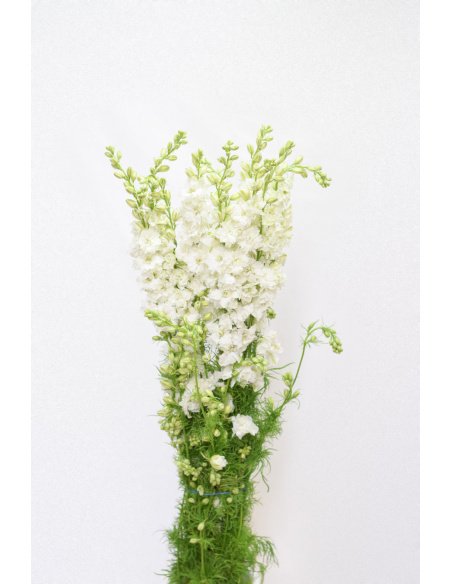 PACK DELPHINIUM CONSOLIDA COLORES