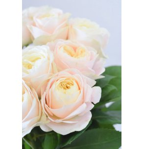 ROSA JARDIN ROSA