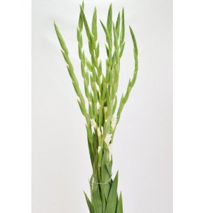 GLADIOLO BLANCO