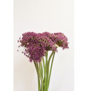 ALLIUM