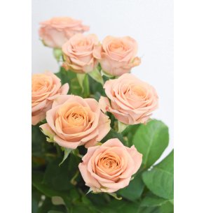 ROSA JARDIN NUDE