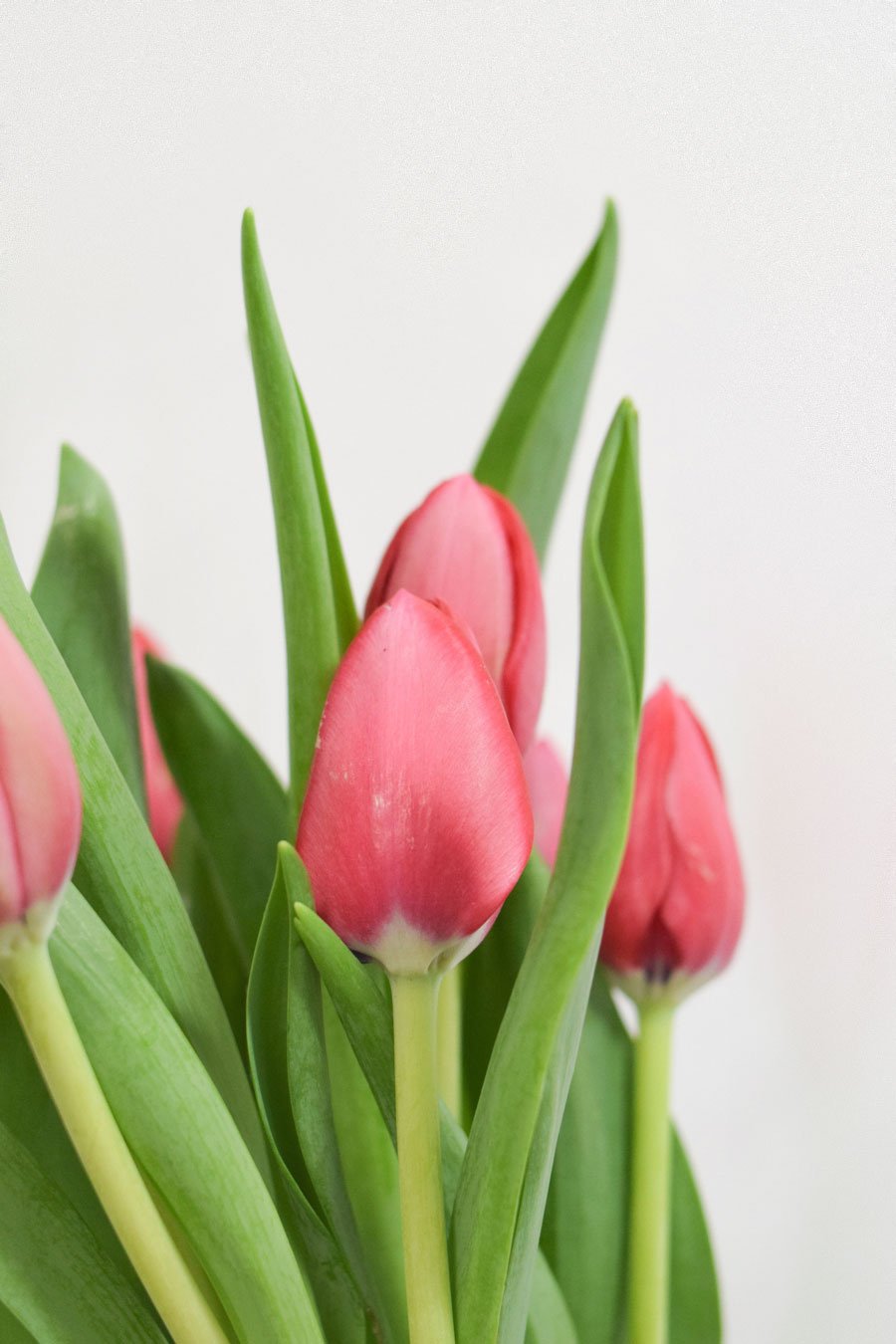 TULIPAN FUCSIA SIMPLE