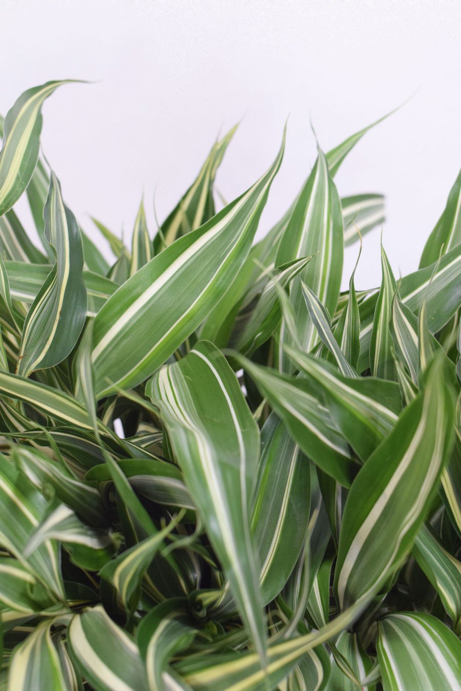 DRACAENA SANDERIANA