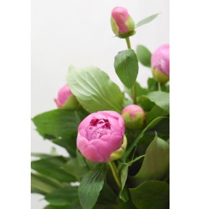 PEONIA VIOLETA