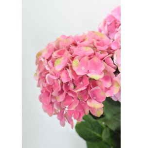 HORTENSIA ROSA/VERDE
