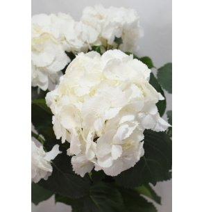 HORTENSIA BLANCA MAXI