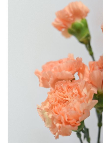 CLAVEL NARAJA CLARO 70CM