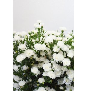 ASTER BLANCO