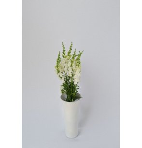 ANTIRRHINUM BLANCO 70CM