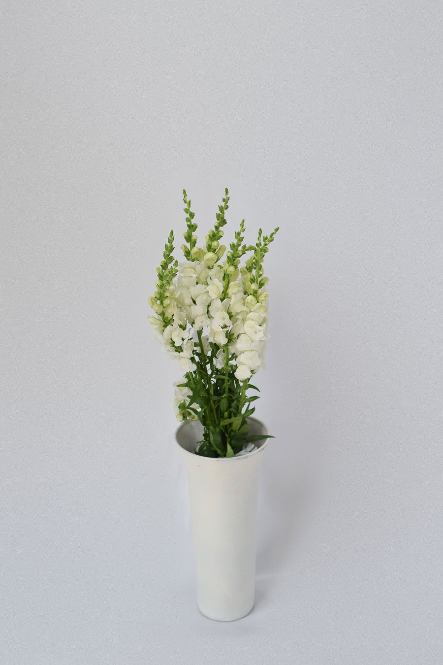 ANTIRRHINUM BLANCO 70CM