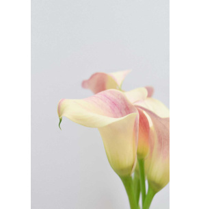 CALA BICOLOR ROSA 70CM