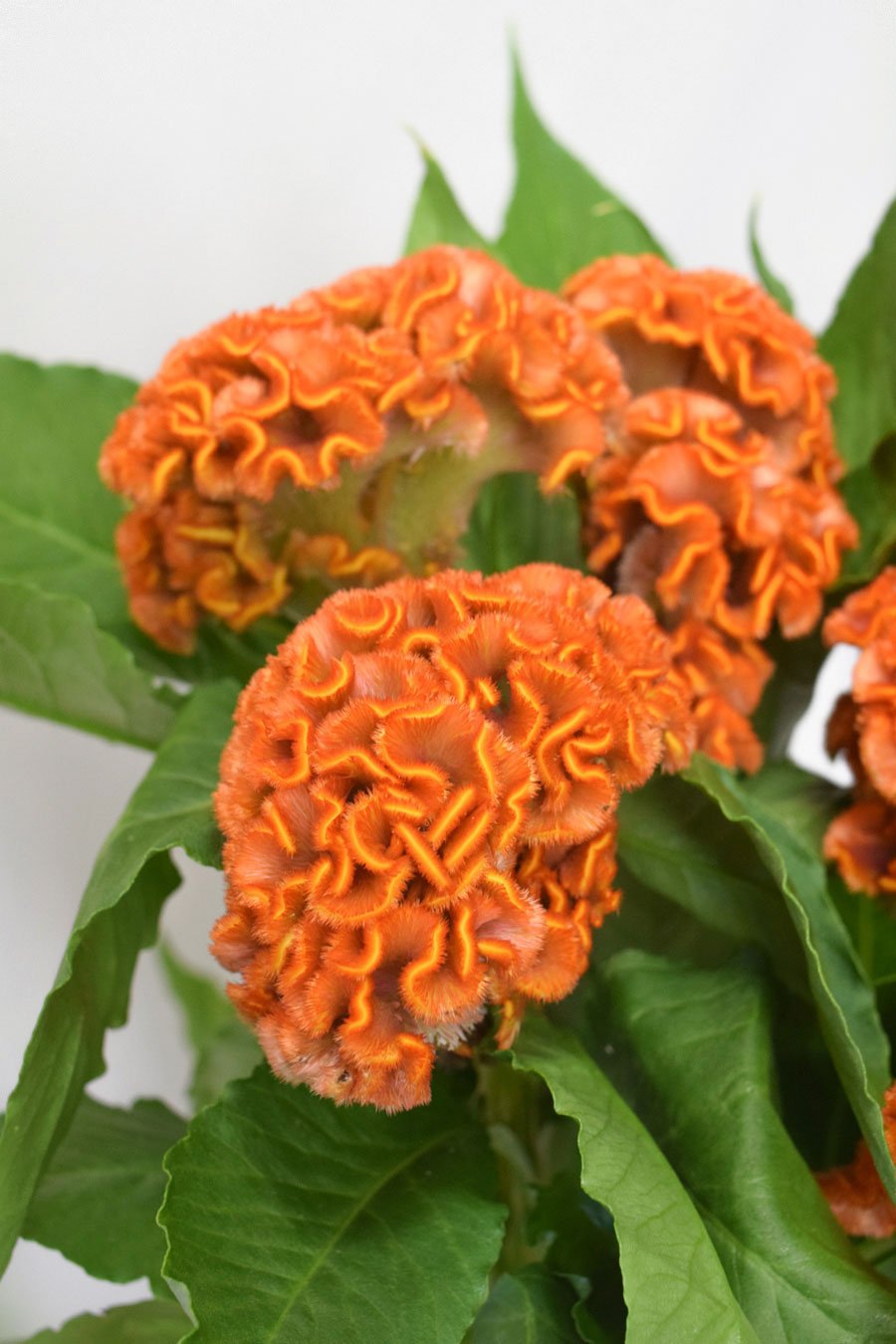 CELOSIA NARANJA