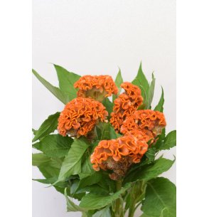 CELOSIA NARANJA 2