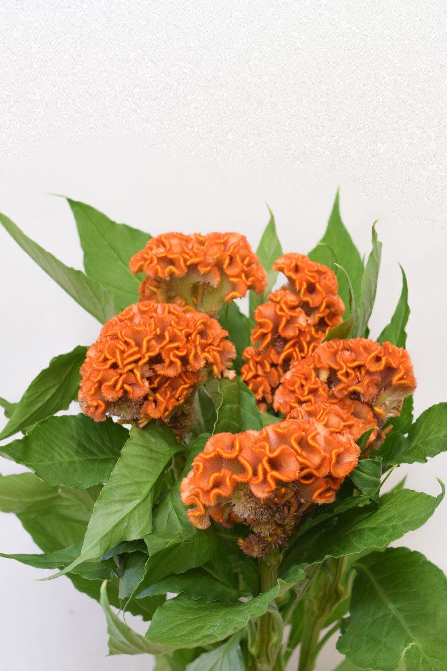 CELOSIA NARANJA