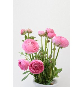 RANÚNCULOS ROSA