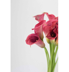 CALA FUCSIA 60CM