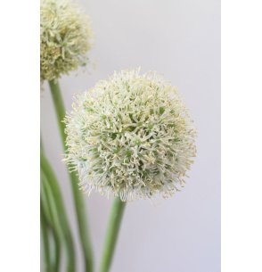 ALLIUM BLANCO