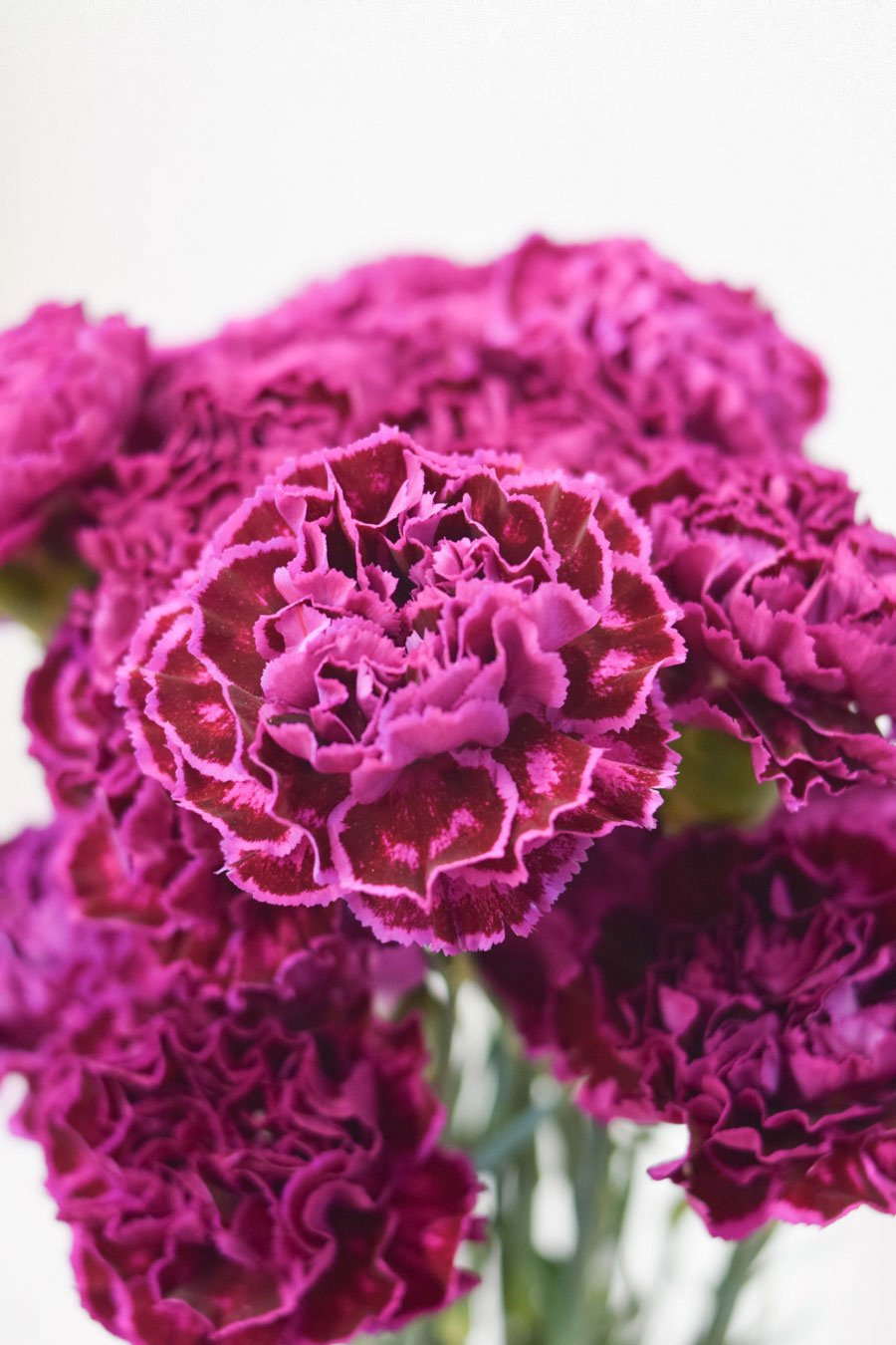 CLAVEL NOBBIO VIOLET 70CM X25T