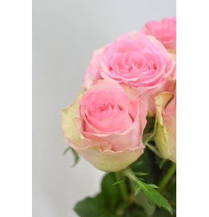 ROSA BRIGITTE BARDOT HOLANDA