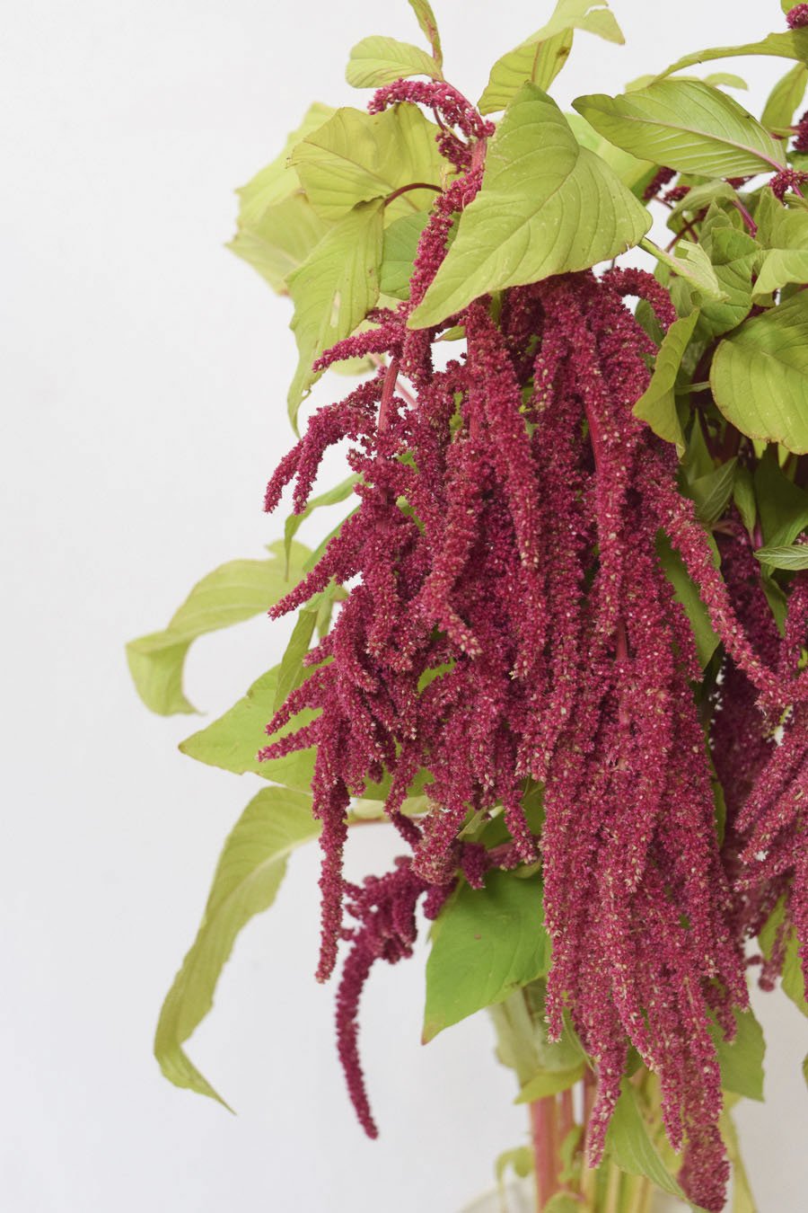 AMARANTHUS FUCSIA