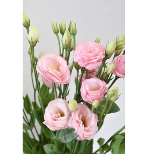 LISIANTHUS EXTRA ROSA 2
