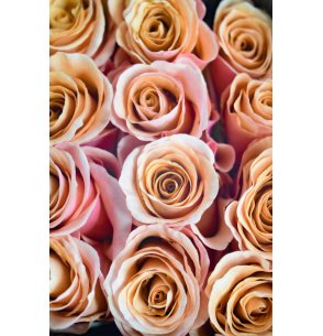 ROSA MOAB 60CM
